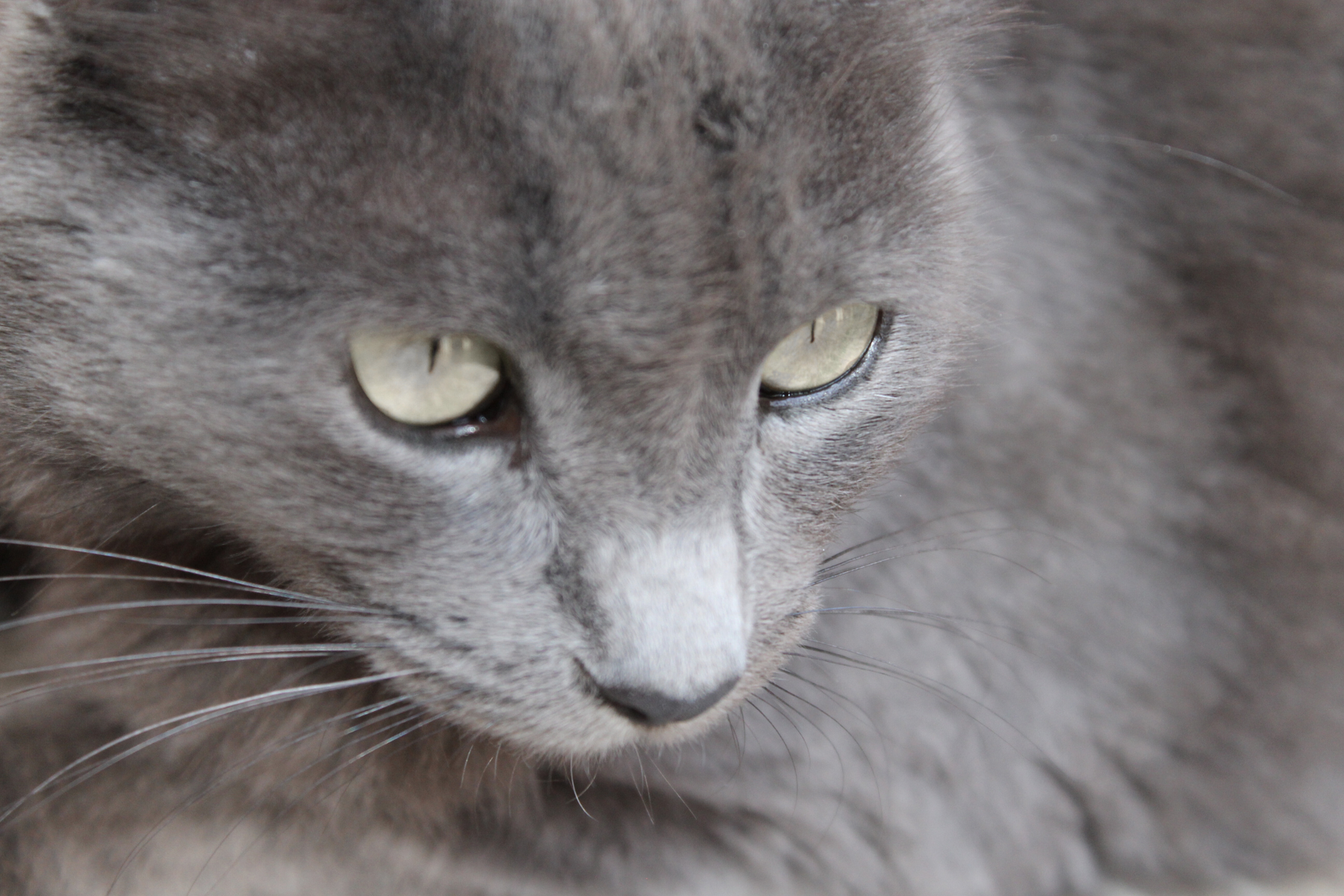 Caldo para gatos: qué es, para qué sirve y en qué se diferencia de un topper o un snack líquido