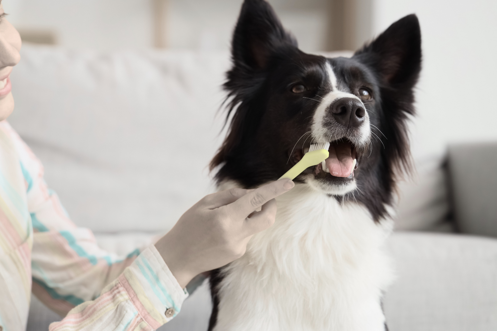 ¿Vas a hacer tu primer pedido para tu perro? 9 fallos online que conviene evitar