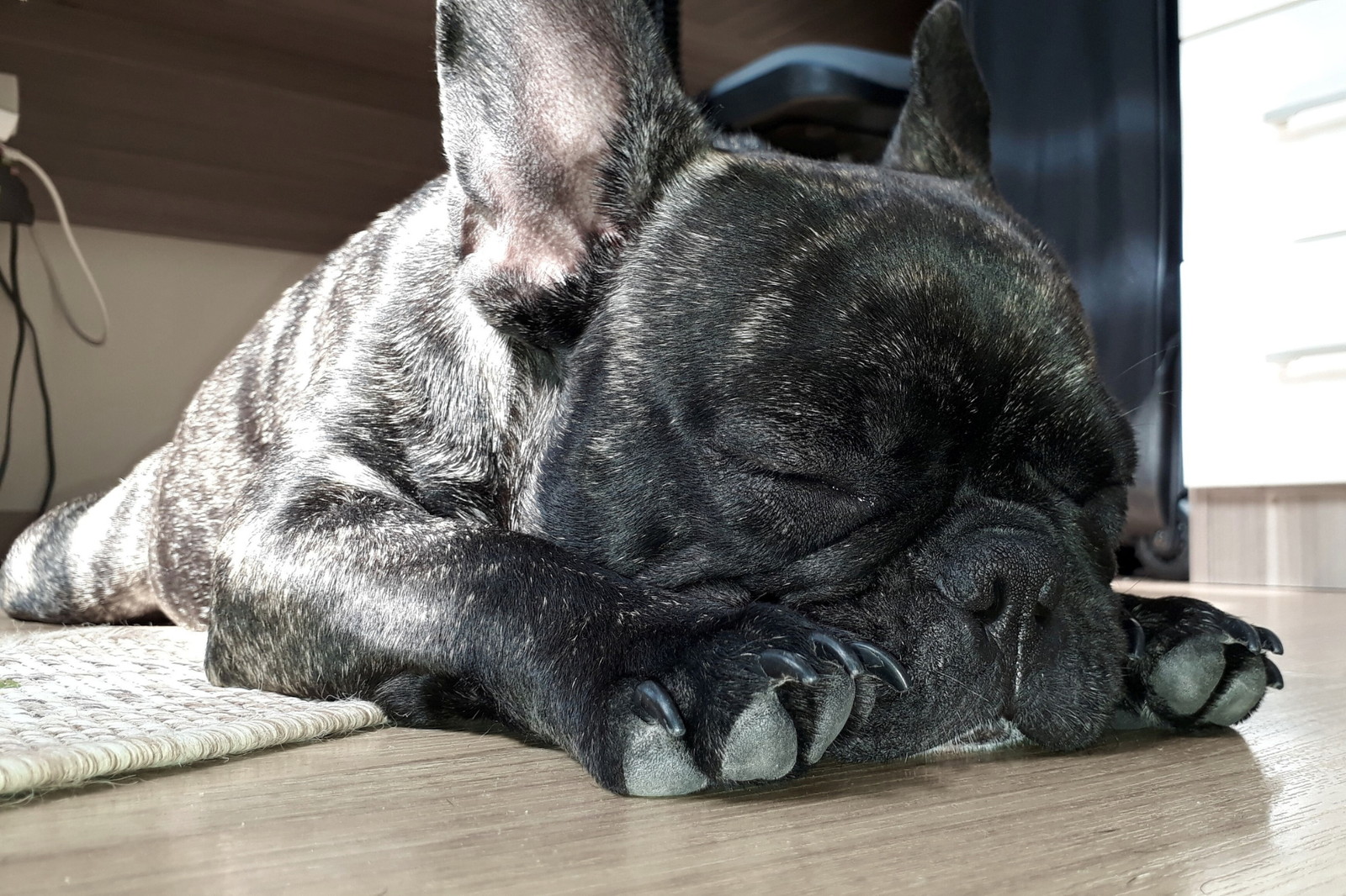 Salón, descanso, paseo y comida: el checklist más útil para organizar los básicos de tu perro
