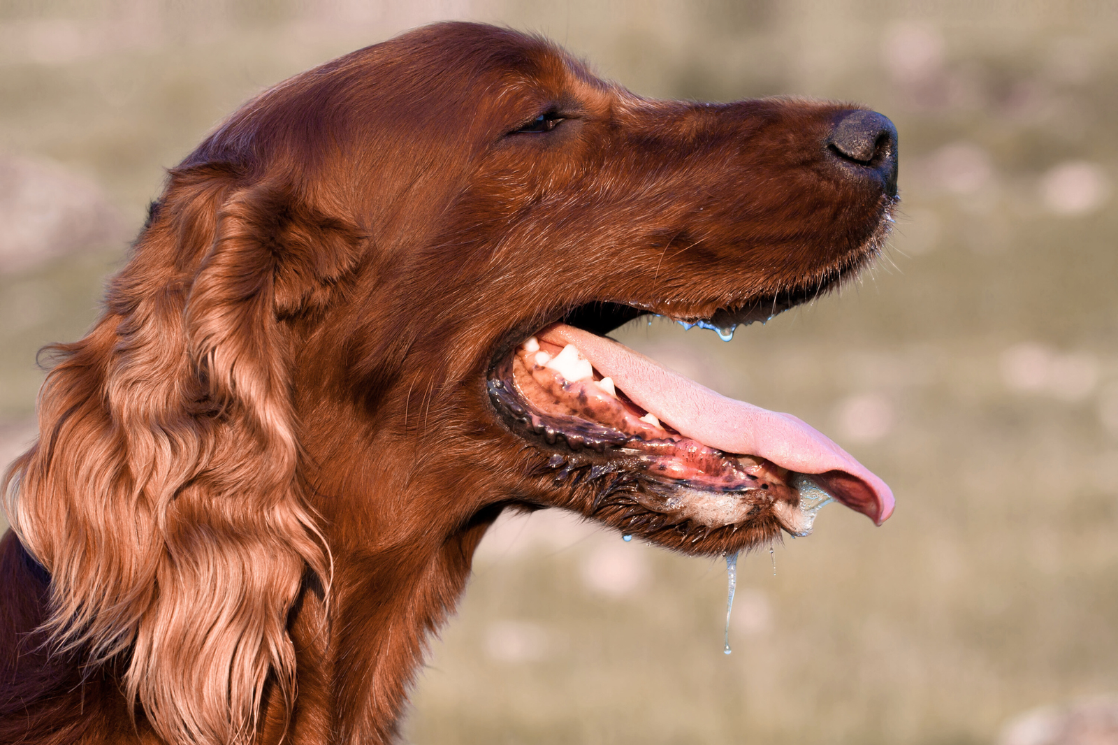 Bebedero, comedero y recipiente hermético: la elección práctica para acertar con los básicos de tu perro