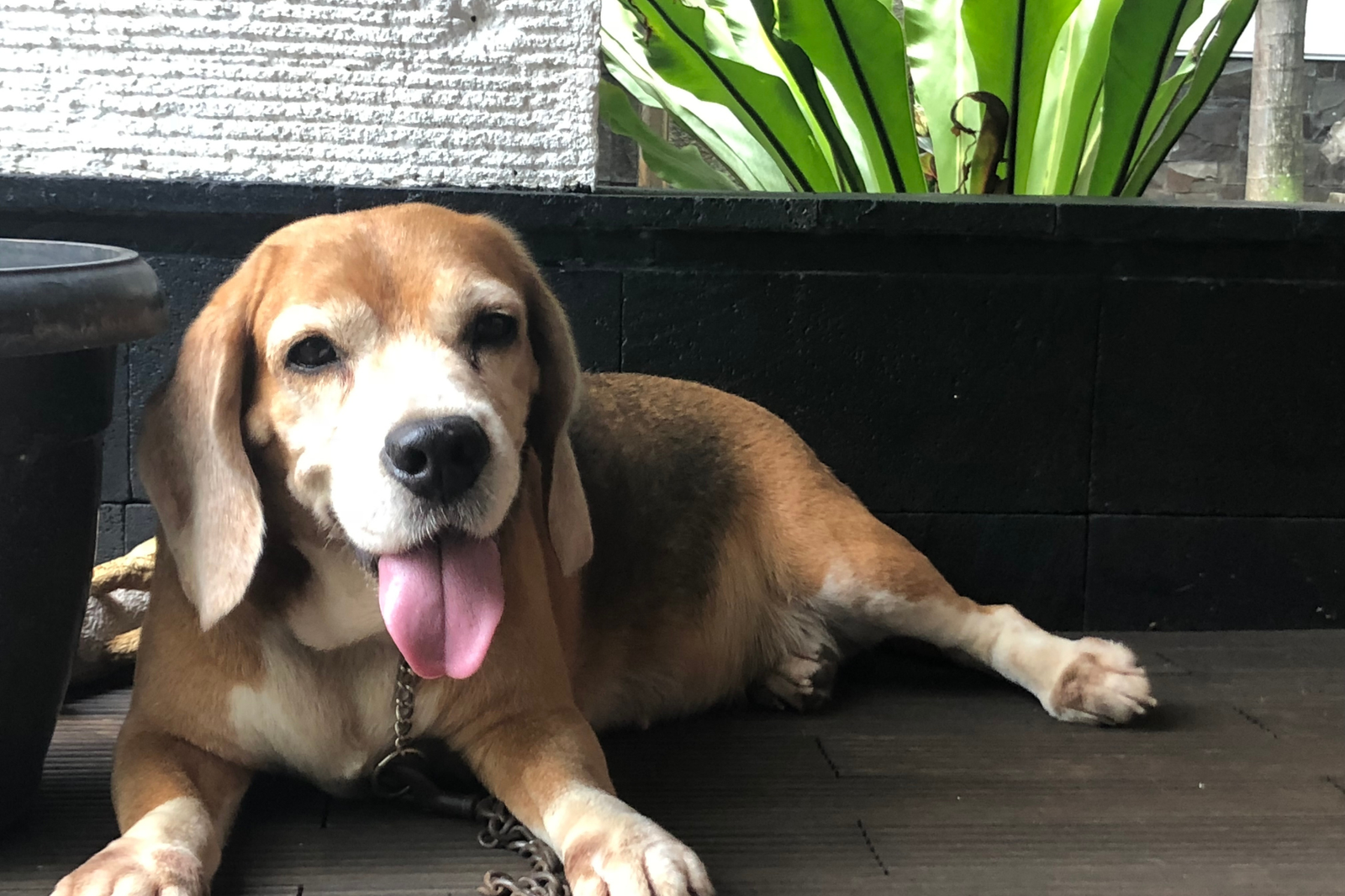 Snacks saludables para perros: cómo elegir premios de calidad según ingredientes, textura y objetivo