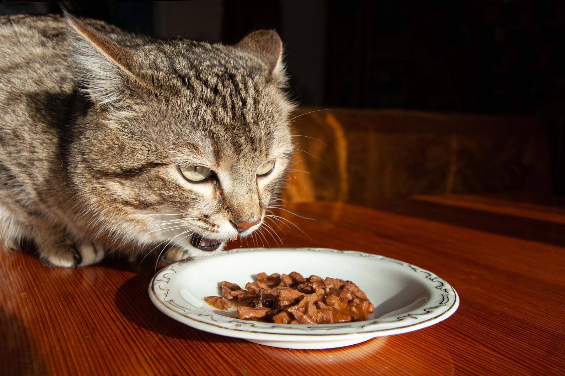 Cómo elegir snacks saludables para gatos