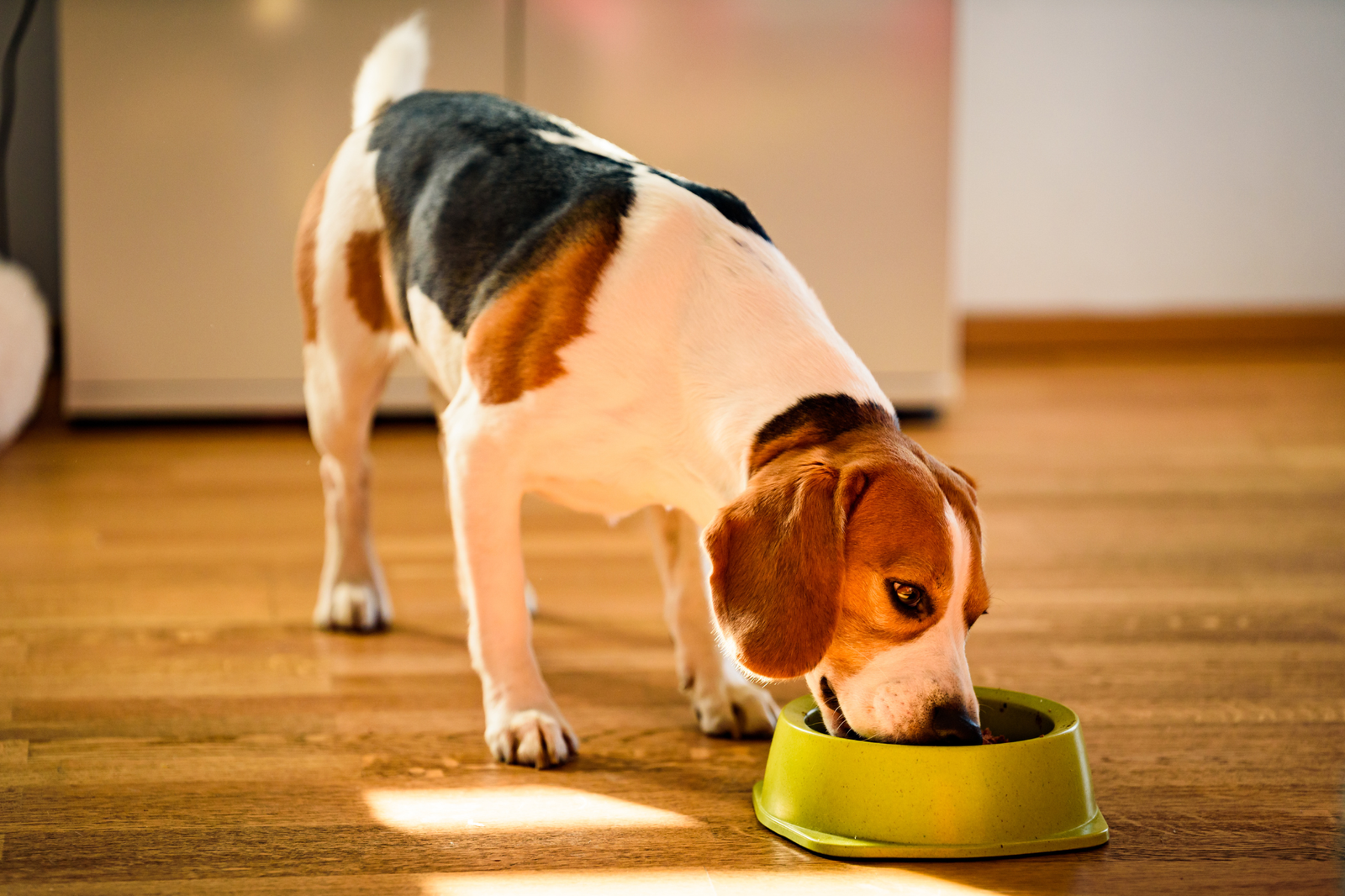 Beneficios de la comida húmeda para perros con poco apetito, digestión sensible o problemas para masticar - AnimalXop