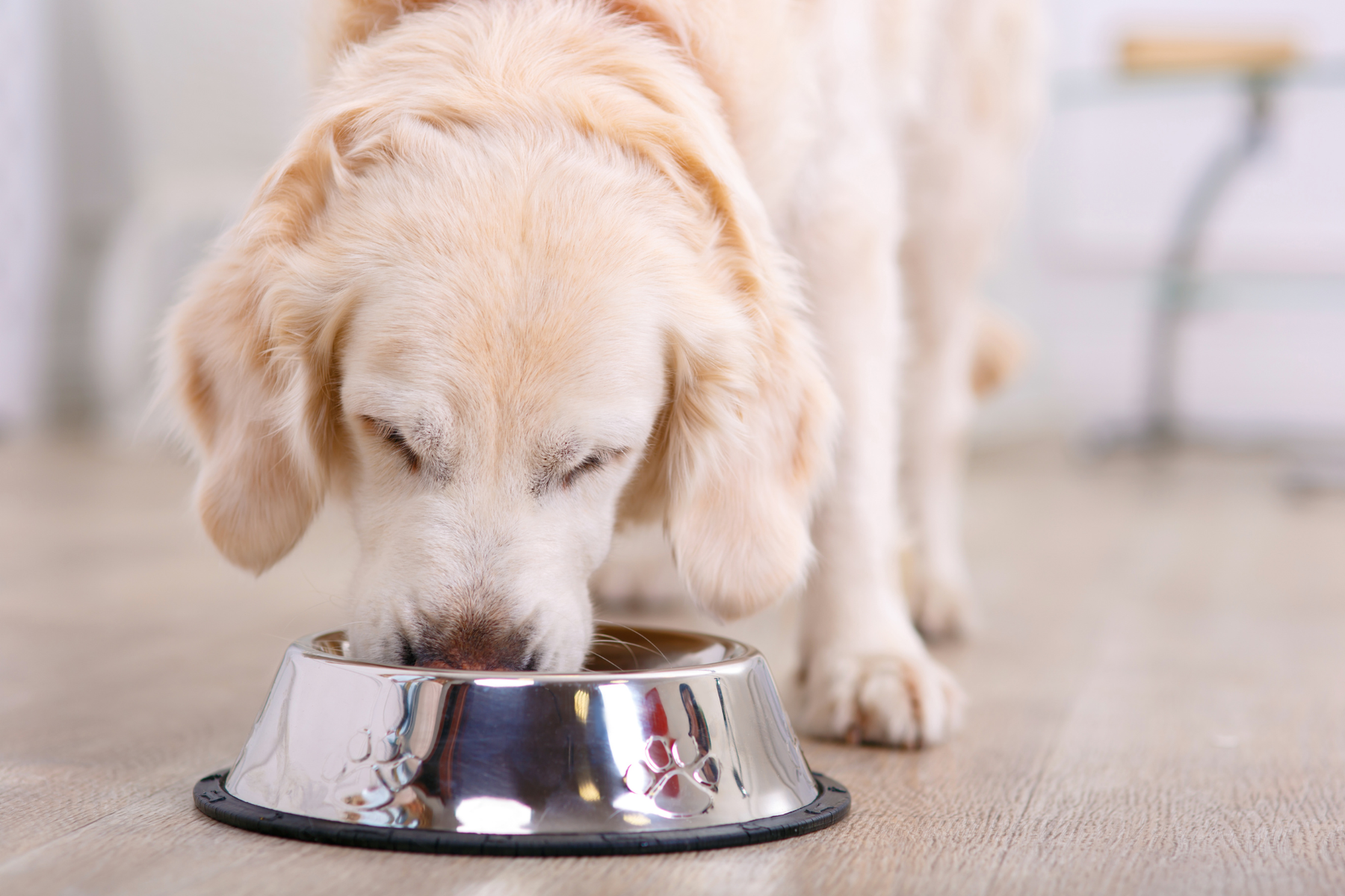 Cómo elegir comida húmeda para perros según su edad, tamaño y nivel de actividad