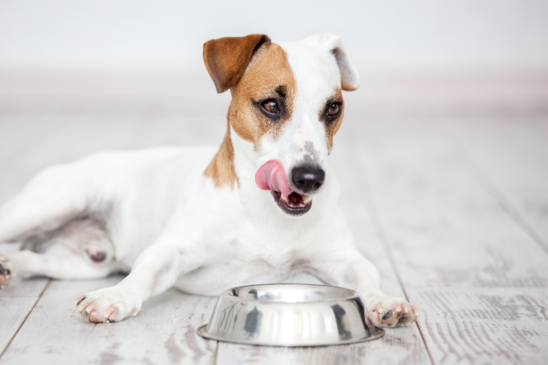 Lista de productos para perros adultos adoptados: qué comprar según tamaño y rutina