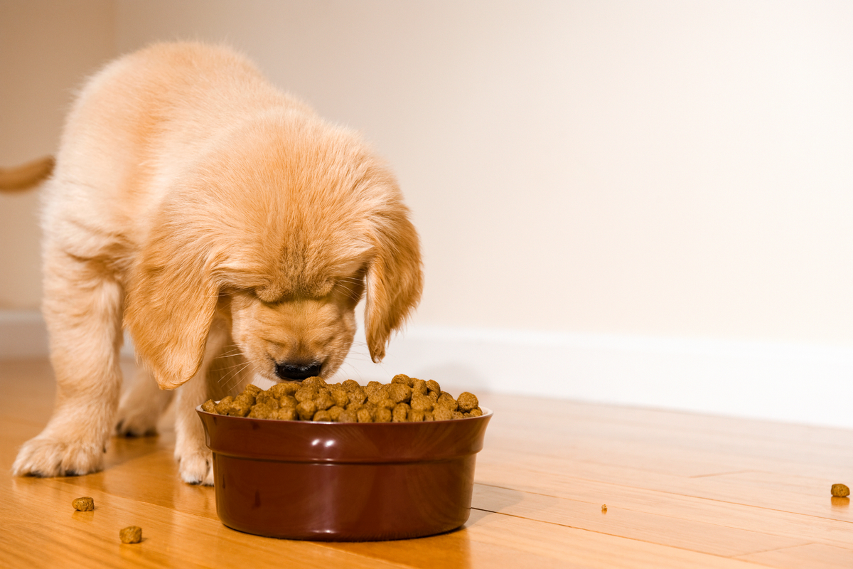 Productos esenciales para cachorros: qué comprar antes de que llegue a casa