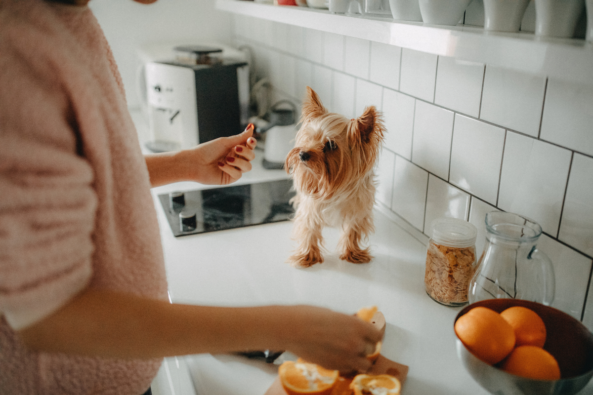Kit básico para perros en piso pequeño: productos imprescindibles para espacios reducidos