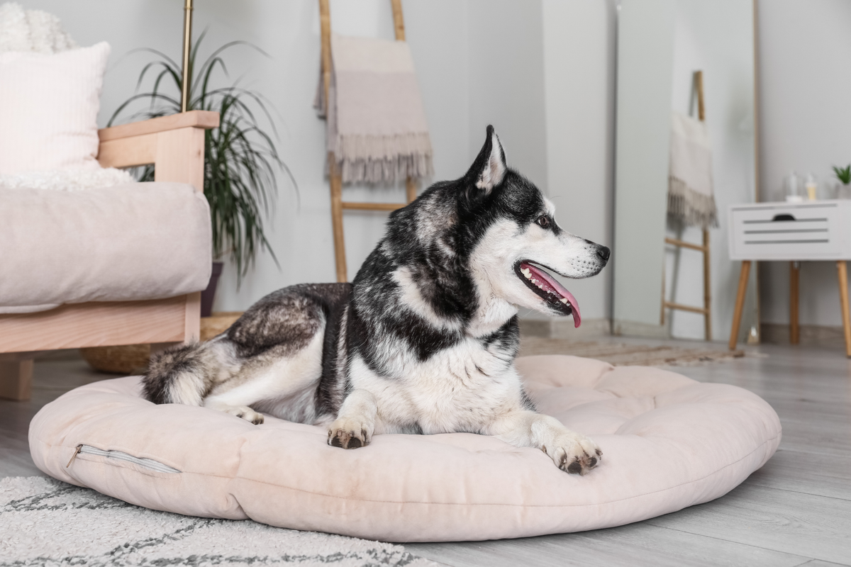Cómo elegir la cama ideal para tu perro: materiales, tamaño y descanso según su edad