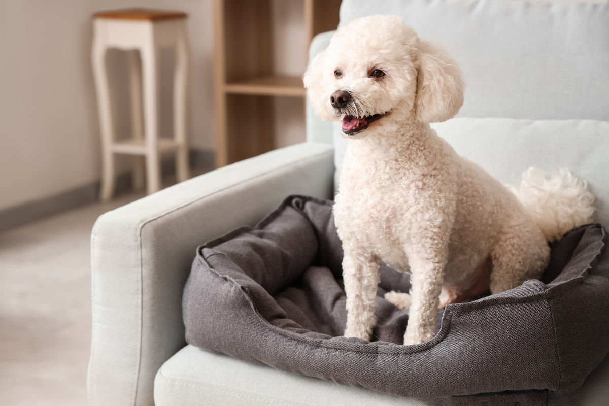 Guía de compra para perros primerizos: productos básicos según edad, tamaño y estilo de vida