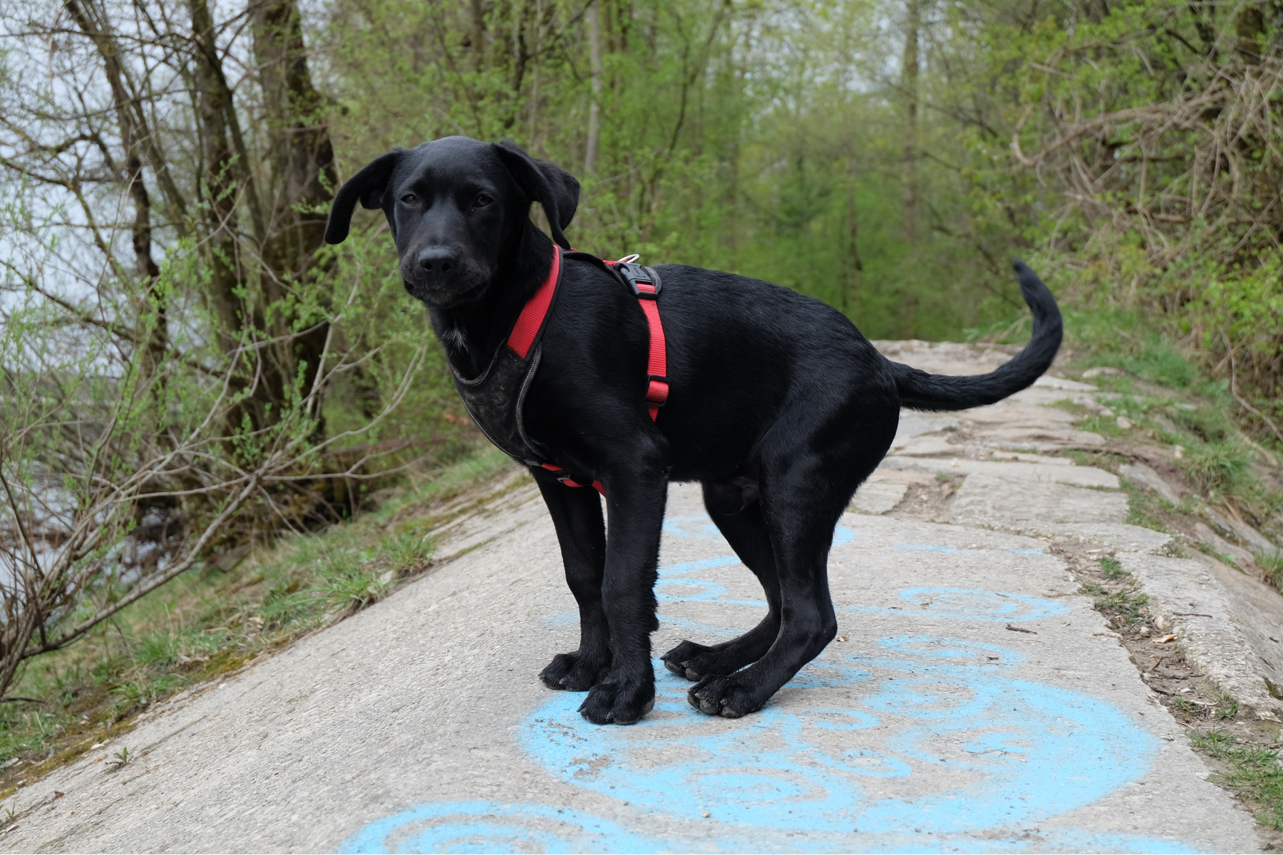 Checklist de accesorios para pasear a tu perro: cómo elegir correa, arnés, collar y portabolsas