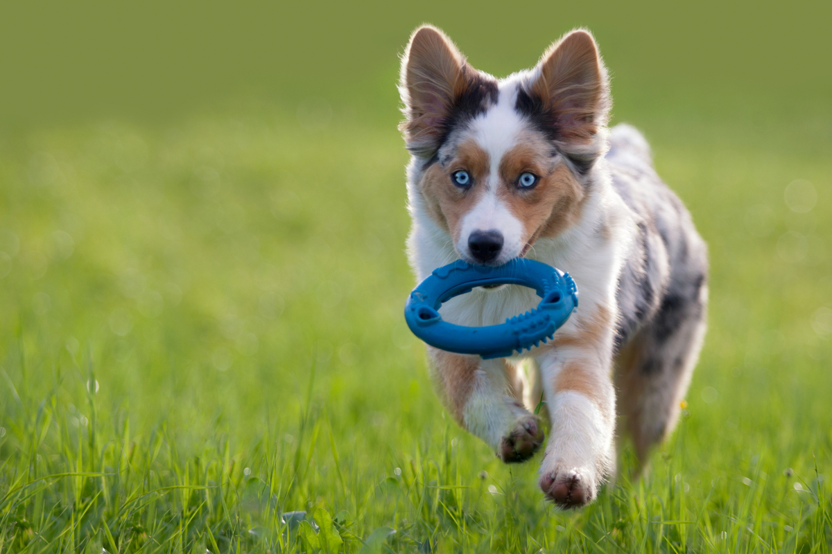 Cómo elegir juguetes para perros según edad, tamaño, fuerza de mordida y nivel de energía