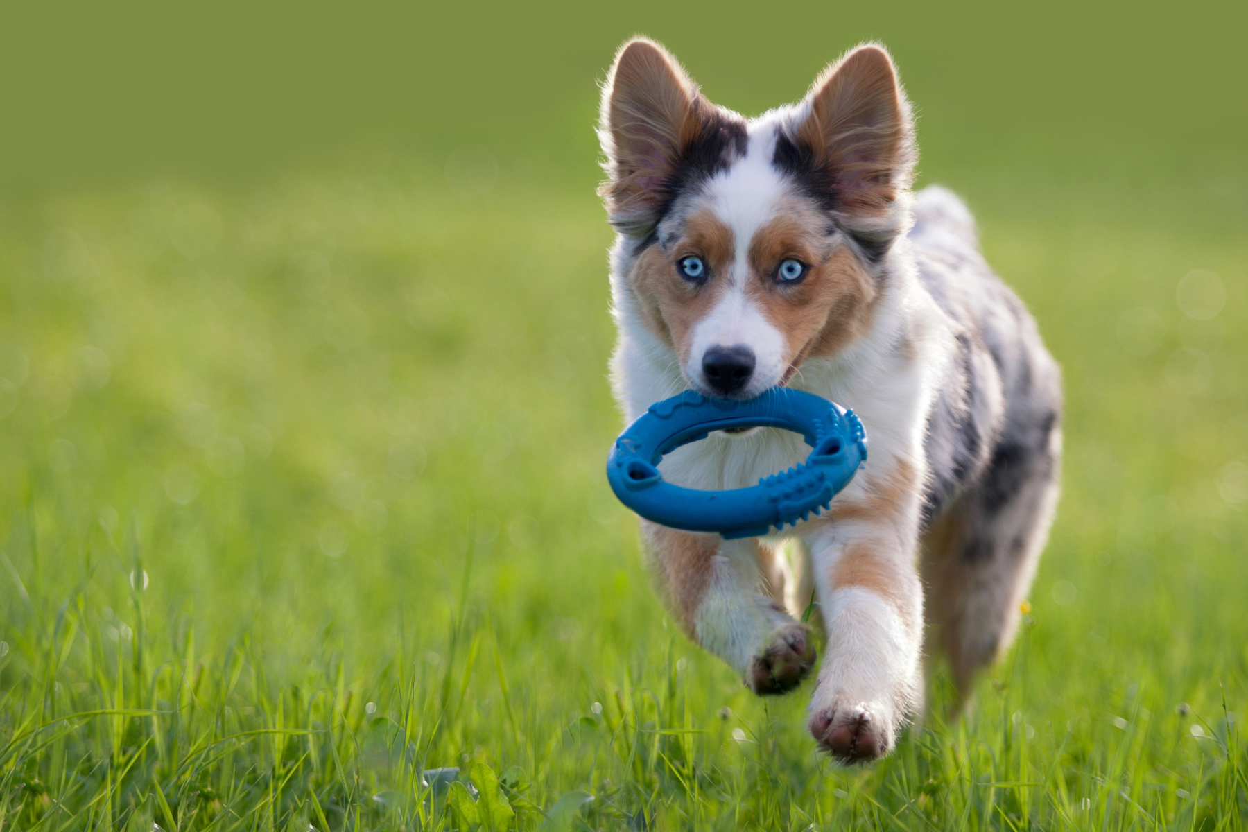 Cómo elegir juguetes para perros según edad, tamaño, fuerza de mordida y nivel de energía