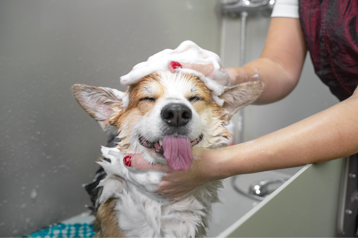 Higiene para perros en casa: cómo elegir bien champú, cepillo, toallitas, cortaúñas y limpieza dental