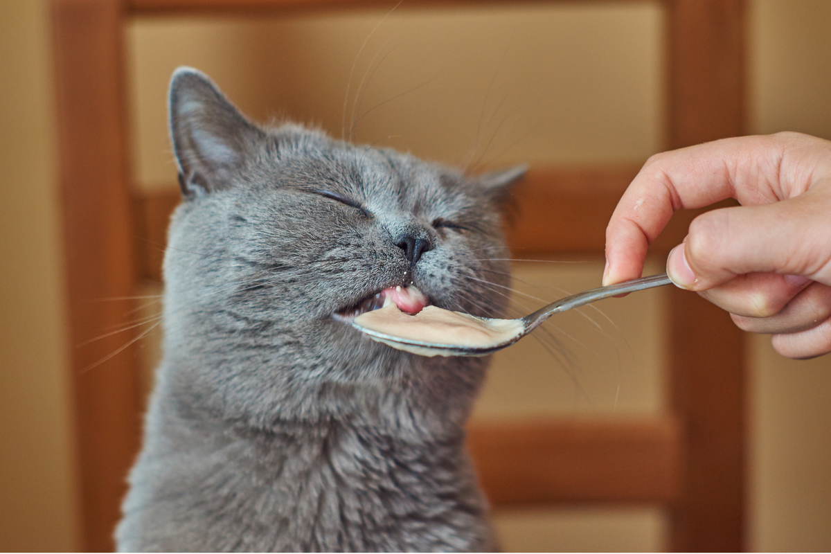 Momentos de serenidad para tu felino con Moments Cat Calm