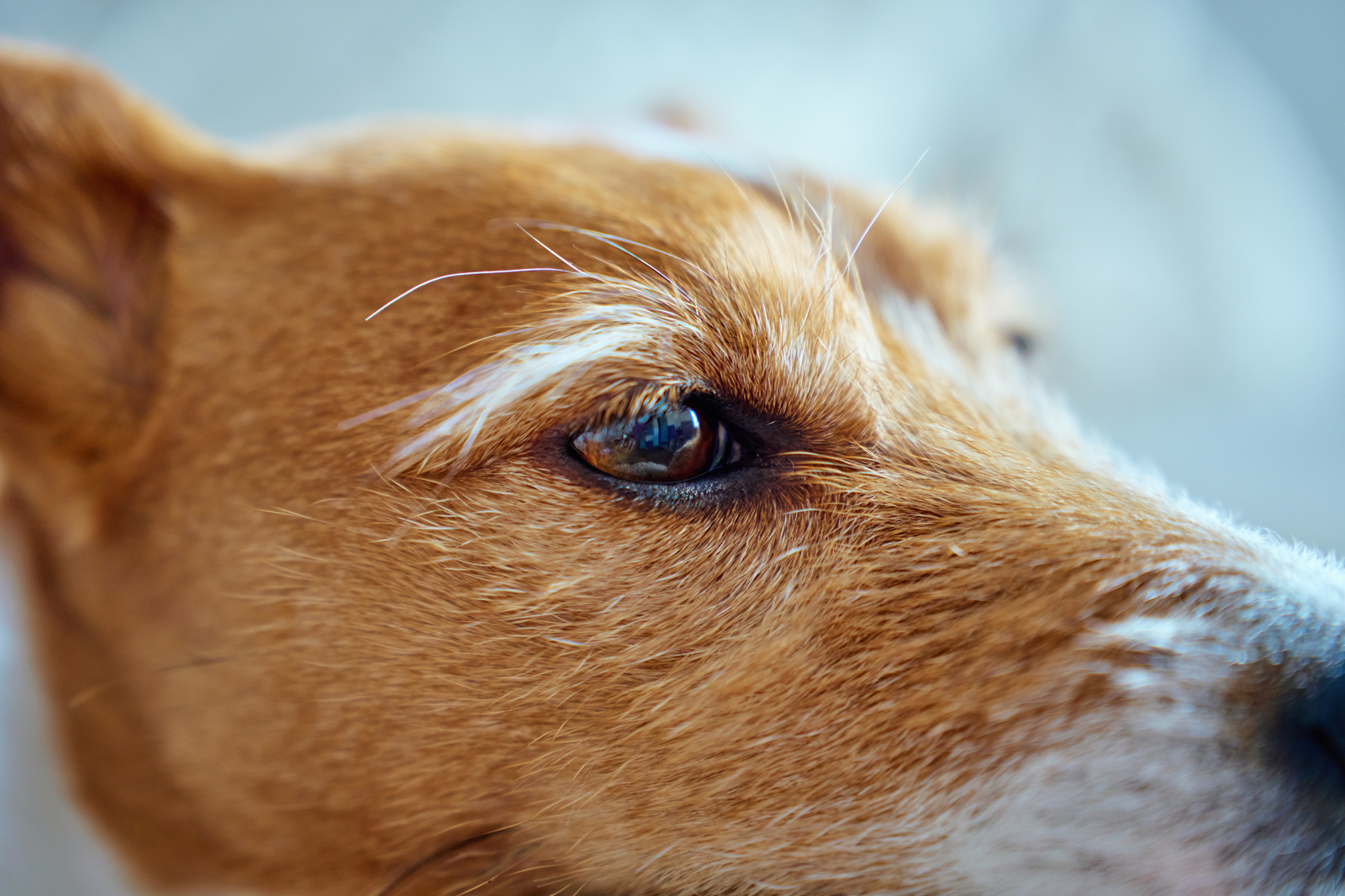 Cómo limpiar los ojos de un perro en casa paso a paso: legañas, manchas y cuándo preocuparse