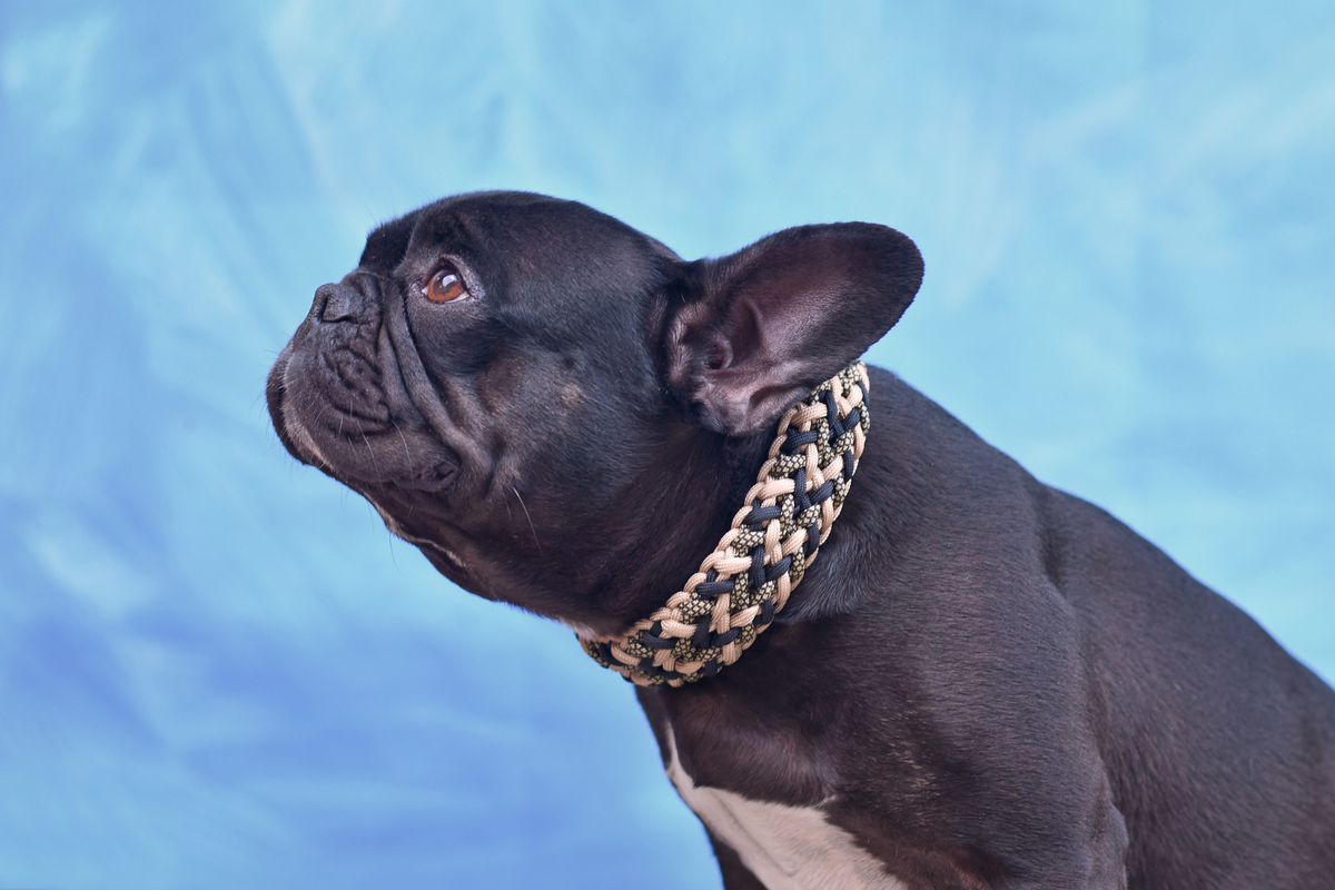 Arnés o collar para perro: cuál elegir según su forma de caminar, tamaño, edad y nivel de control