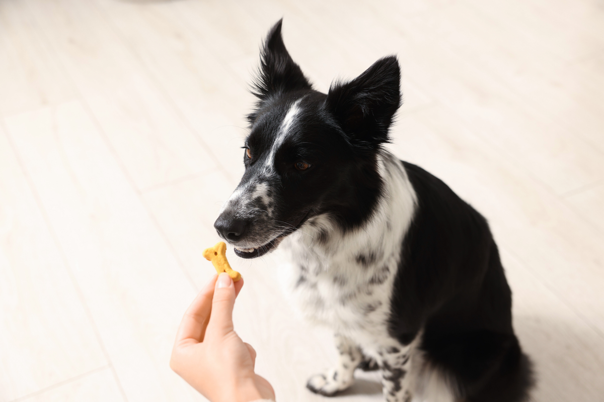 Snacks saludables para perros: cómo elegir premios de calidad según ingredientes, textura y objetivo