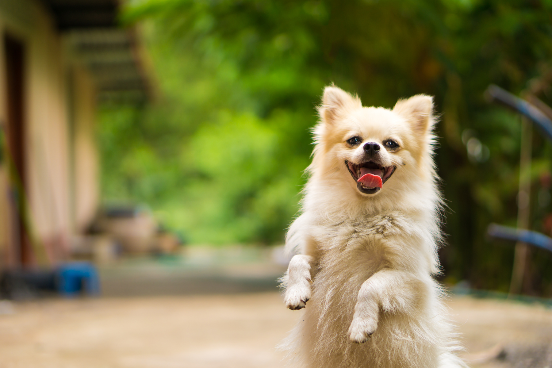 Qué son los toppers para perros y para qué sirven en la comida diaria