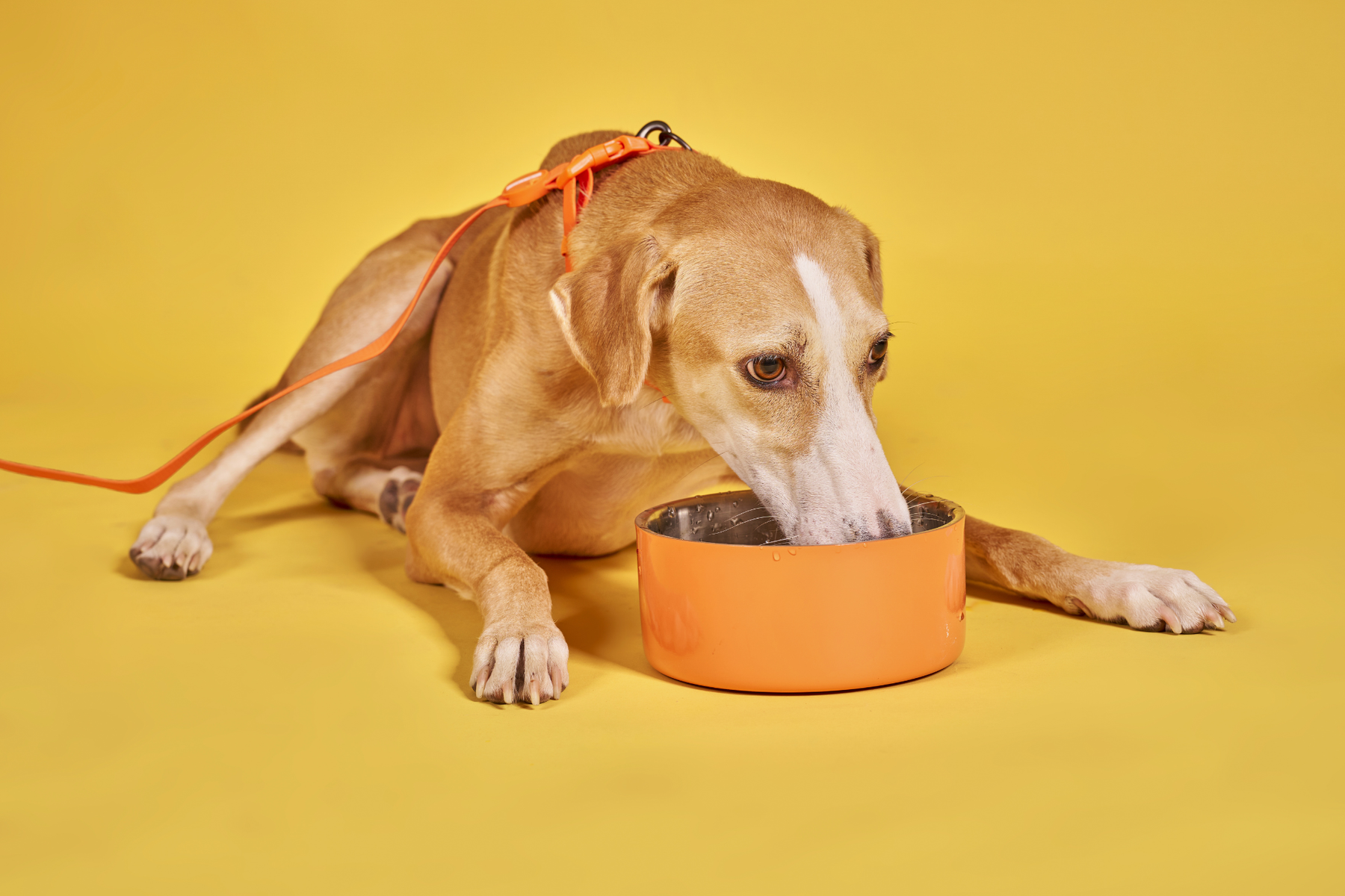 Latas, sobres o tarrinas para perros: diferencias reales y cómo elegir el formato más práctico