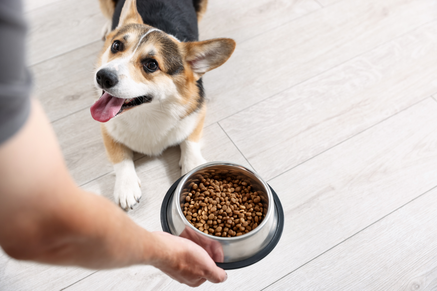 Pienso seco para perros: cómo acertar según edad, tamaño y nivel de actividad