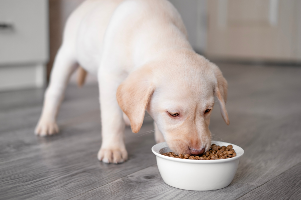 Alimentación natural para perros: qué significa de verdad y en qué se diferencia del pienso convencional