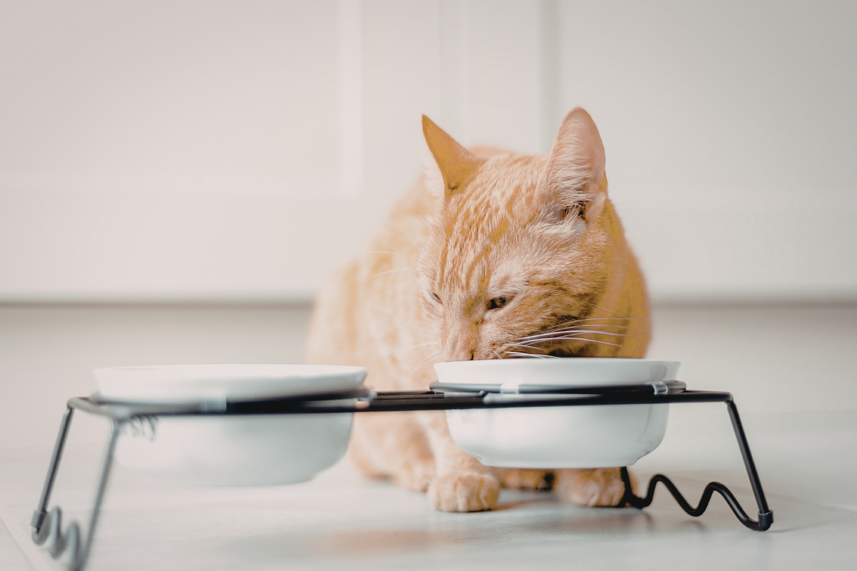 Alimentación natural para gatos: qué significa realmente y en qué se diferencia del pienso convencional