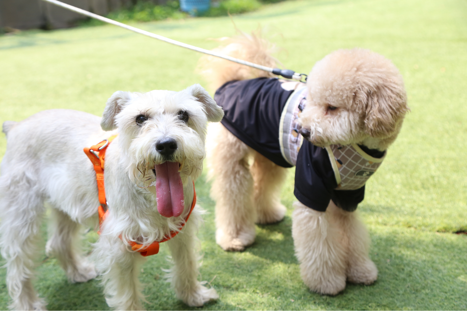 Arnés o collar para perro: cómo elegir la mejor opción según tamaño, fuerza al tirar y tipo de paseo