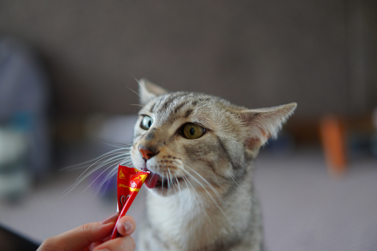 Tipos de suplementos para gatos: cuáles hay y en qué se diferencian según su función