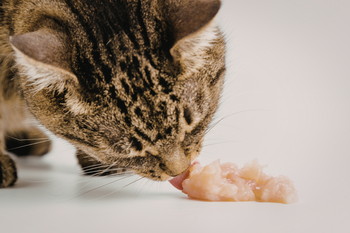 Cómo usar toppers para gatos sin desequilibrar su dieta