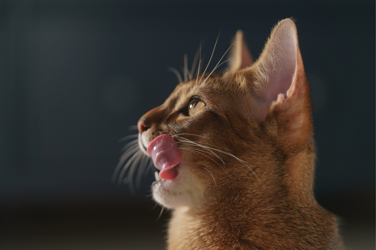 Snacks líquidos para gatos: qué son, cuándo usarlos y cómo elegir una opción de calidad