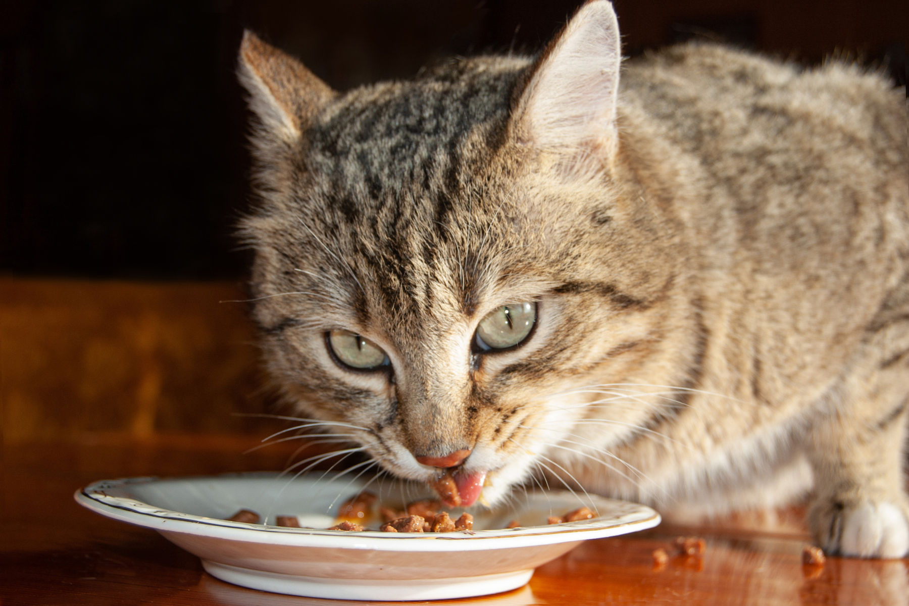 Comida húmeda completa o complementaria para gatos: cómo distinguirlas en la etiqueta y cuál elegir