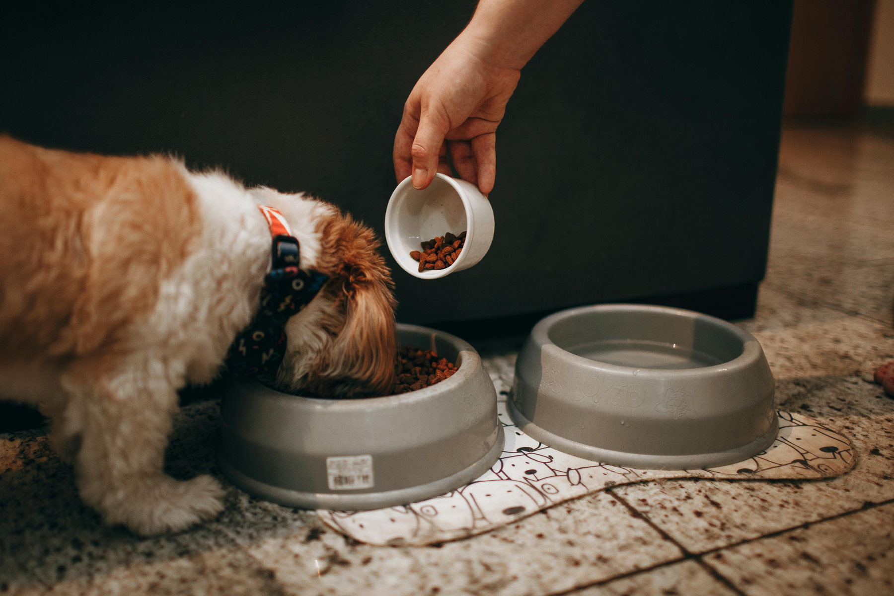 Pienso seco para perros o comida húmeda: diferencias reales, ventajas e inconvenientes según el tipo de perro