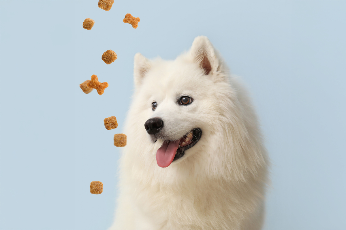 Pienso seco para perros o comida húmeda: diferencias reales, ventajas y cómo elegir según tu caso