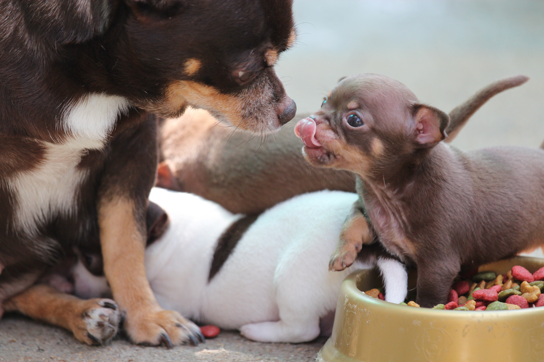 Cómo elegir un pienso seco para perros según su edad, tamaño y nivel de actividad
