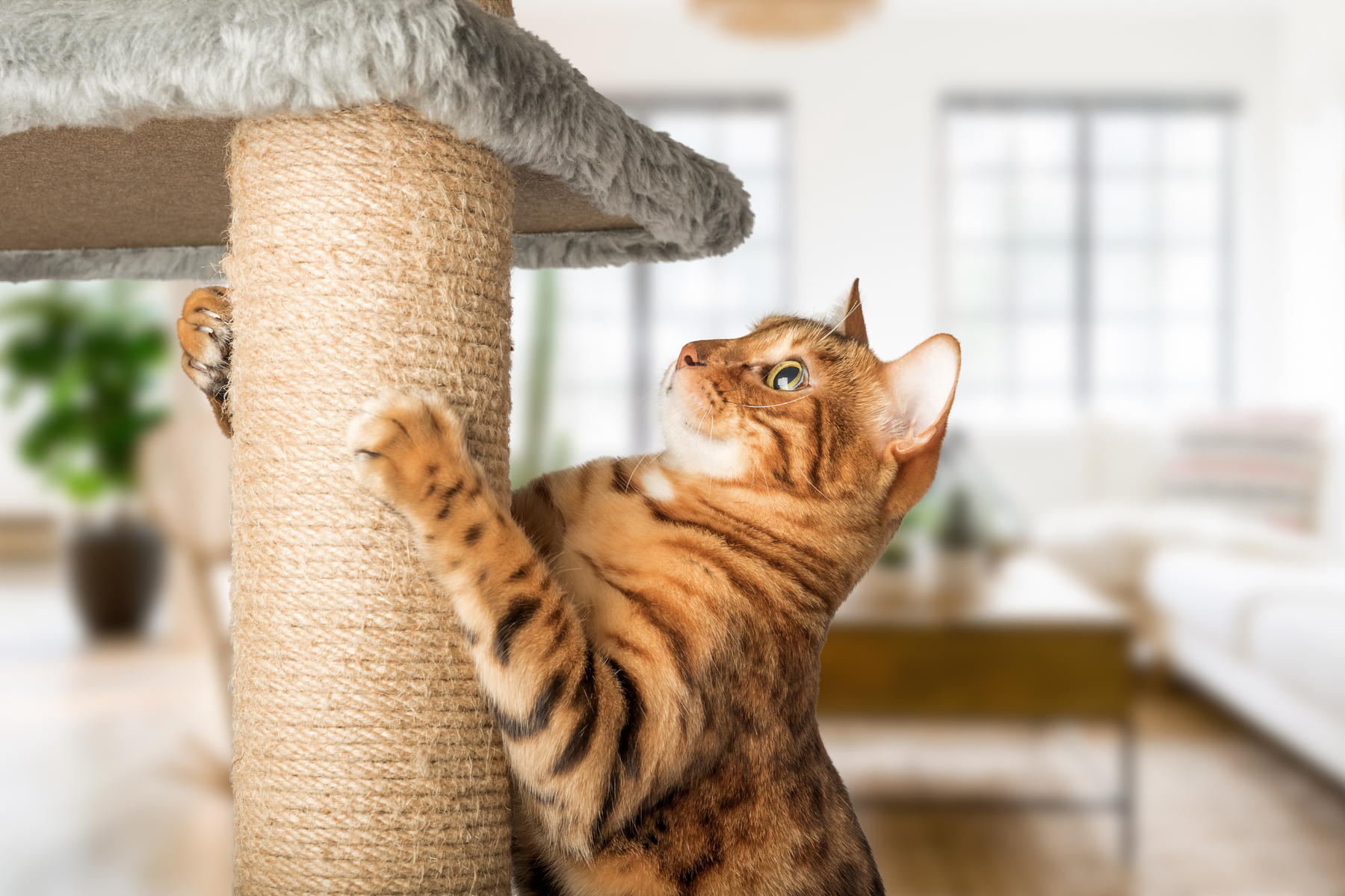 Tipos de rascadores para gatos: cómo acertar según sus hábitos reales