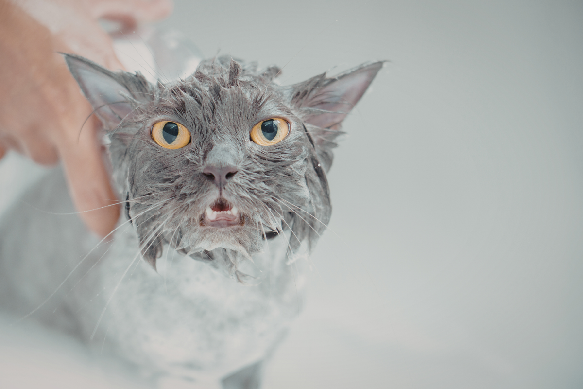 Cómo bañar a un gato en casa: cuándo tiene sentido, qué productos usar y cómo hacerlo sin estrés