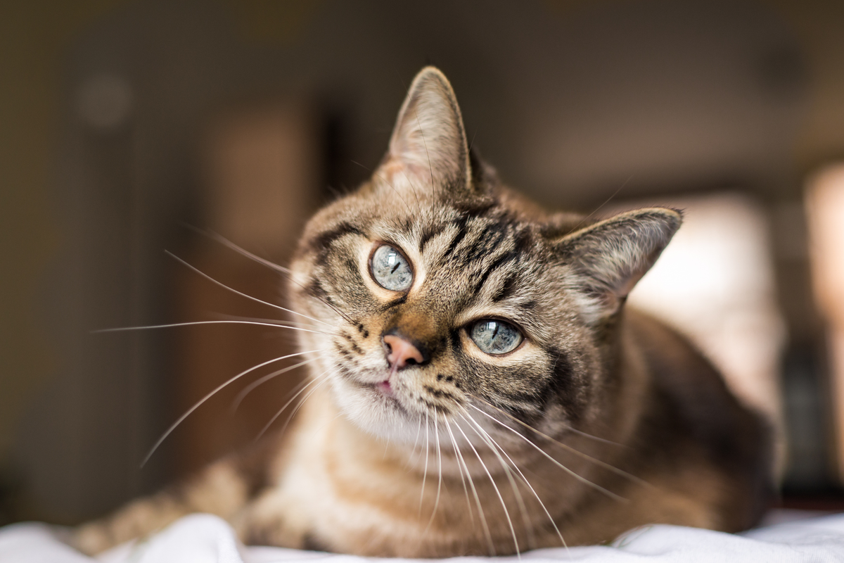 Suplementos para gatos esterilizados: cuáles suelen encajar mejor y qué conviene revisar antes de elegir