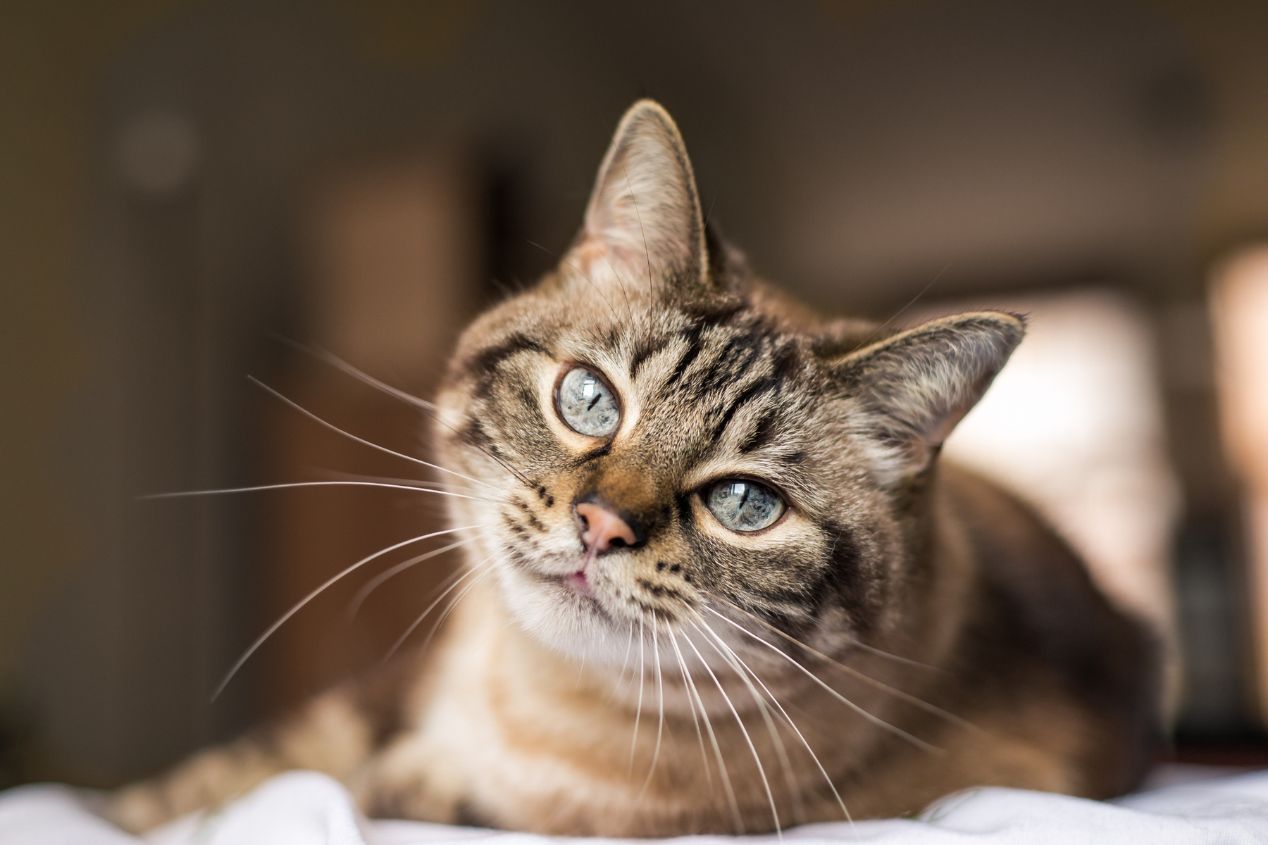 Suplementos para gatos esterilizados: cuáles suelen encajar mejor y qué conviene revisar antes de elegir