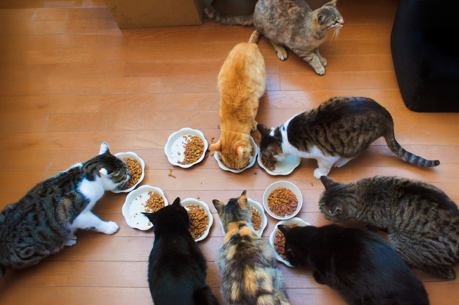 Pienso seco para gatos: cómo elegirlo según edad, nivel de actividad y estilo de vida - AnimalXop