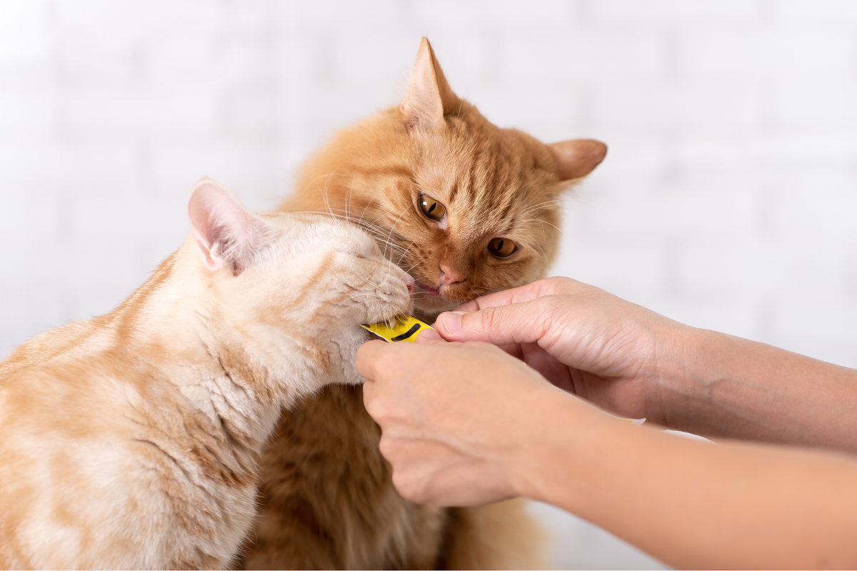 Cómo elegir snacks para gatos con más criterio: ingredientes, textura, formato y objetivo