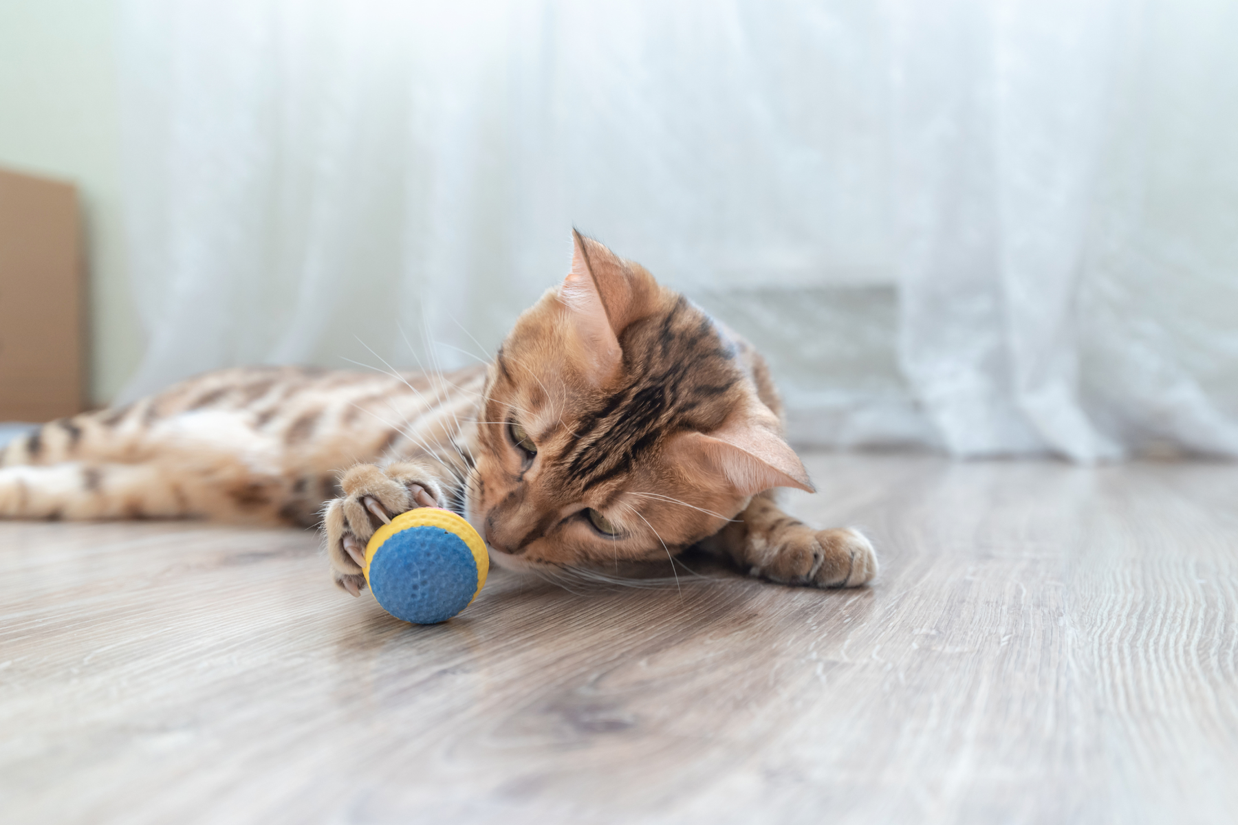 Qué comprar para un gato cachorro: lista práctica de esenciales para empezar bien