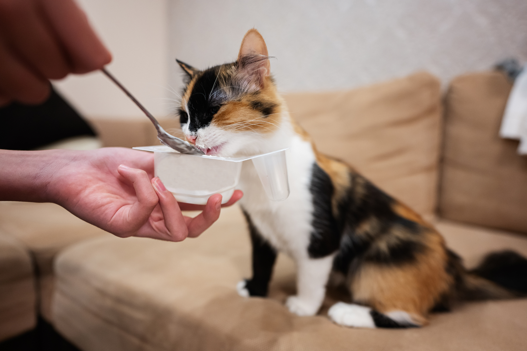 Yogur sin lactosa para gatos: cuándo encaja de verdad y cómo leer la etiqueta con criterio