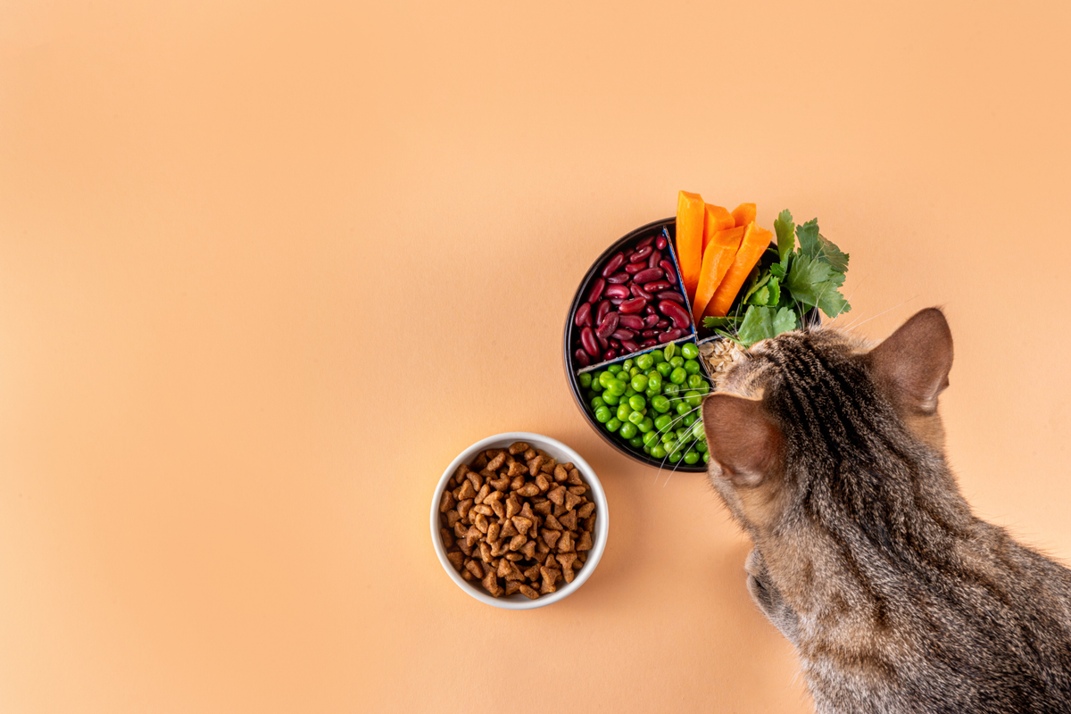 Alimentación natural para gatos: qué significa realmente y en qué fijarte antes de comprar
