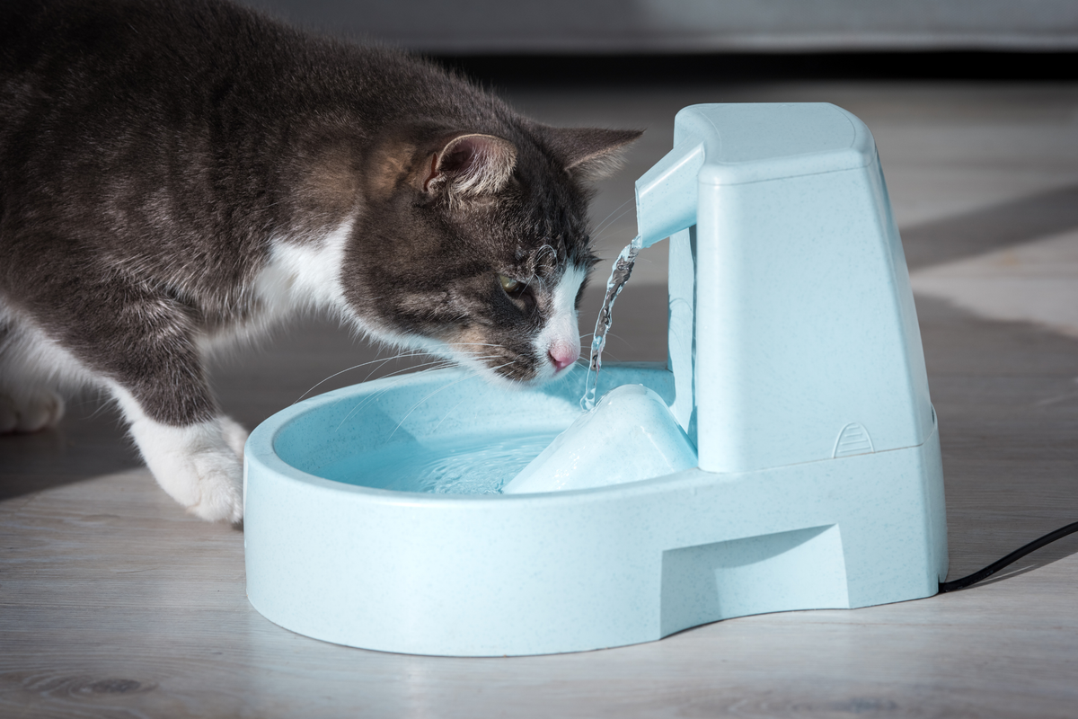Comederos y bebederos para gatos: cómo elegir el formato más práctico según tipo de comida, postura y rutina