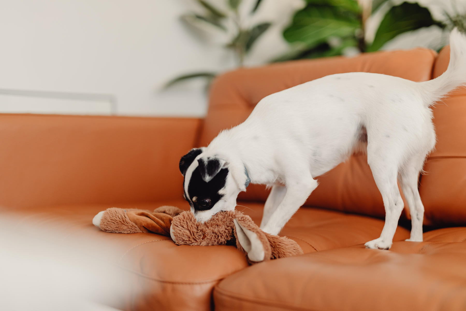 Accesorios para perros imprescindibles: qué comprar al principio y qué puede esperar según la rutina de tu perro