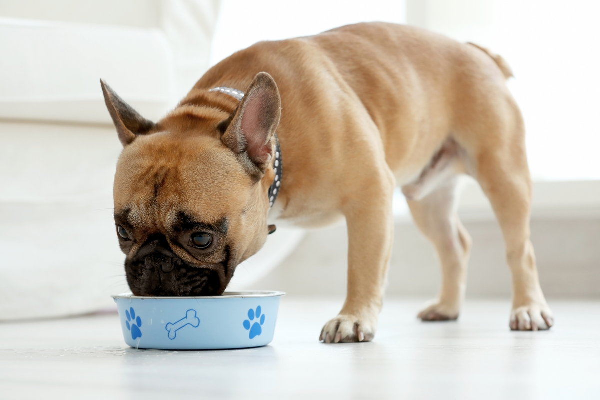 Kéfir para perros: qué es, en qué se diferencia del yogur y cómo elegir una opción adecuada
