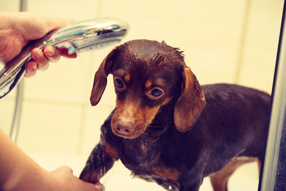 Cómo bañar a un perro en casa sin irritar su piel