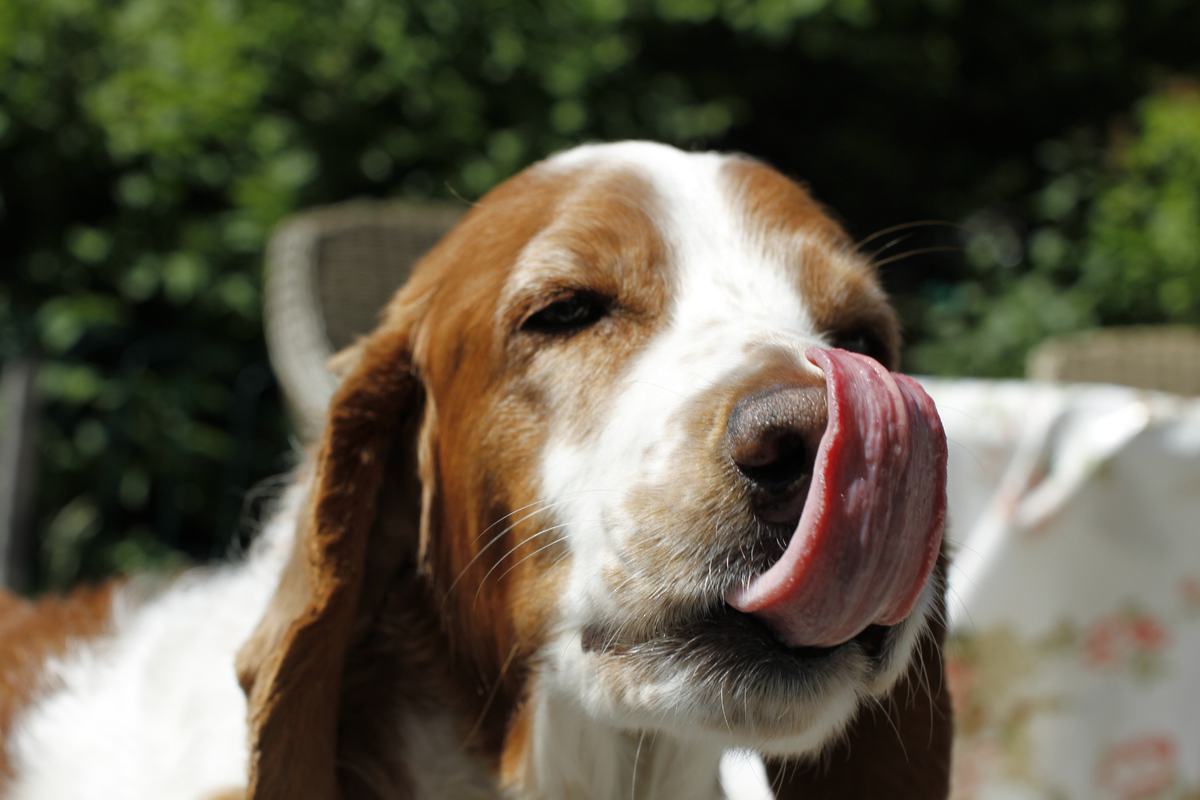 Cómo usar toppers para perros sin desequilibrar su dieta