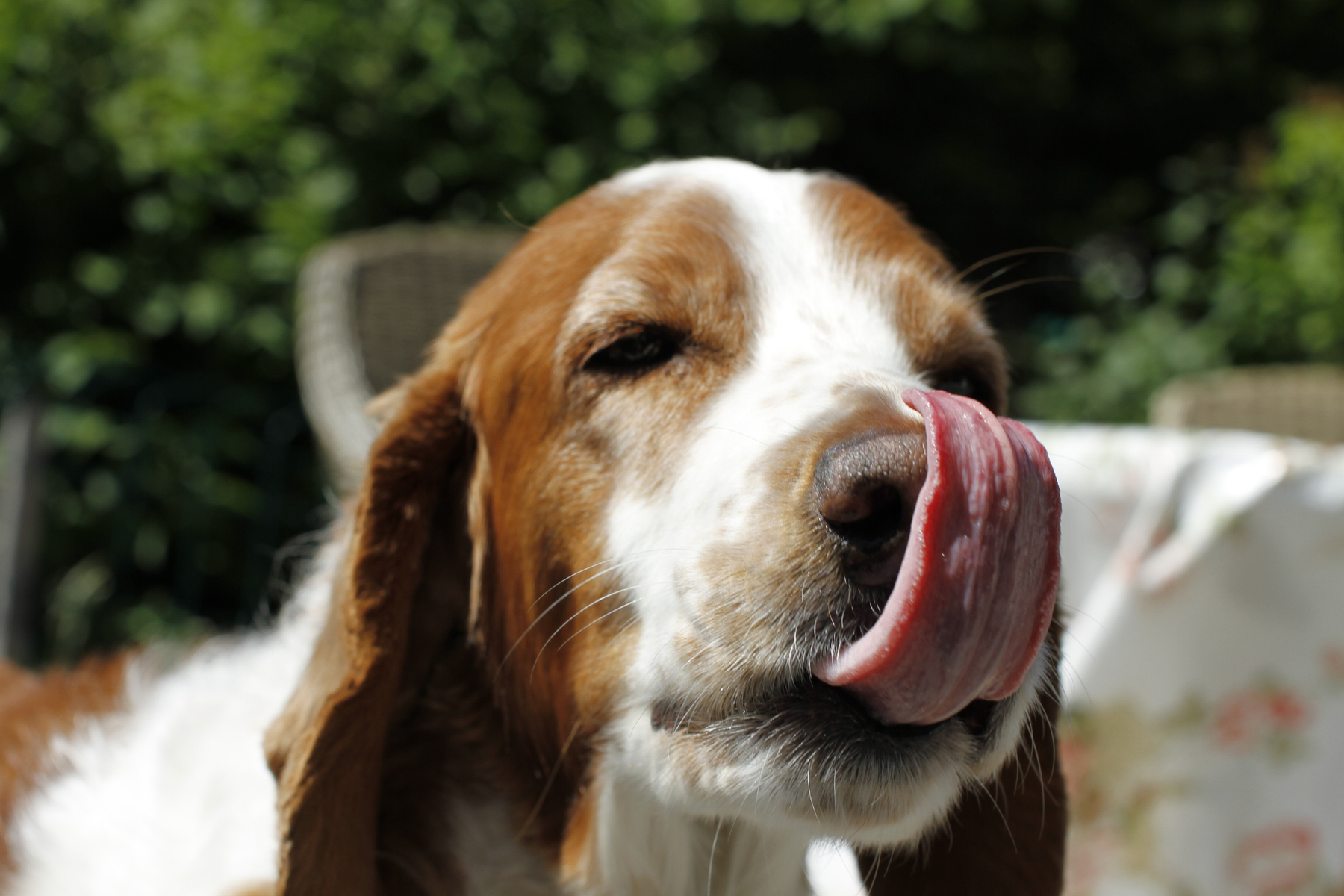 Cómo usar toppers para perros sin desequilibrar su dieta