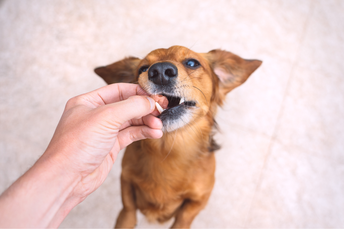 Premios naturales para perros: cuáles son, qué ingredientes suelen llevar y cómo identificar una opción de calidad